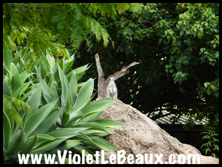 VioletLeBeaux-Melbourne-Zoo-1030067_1339 copy